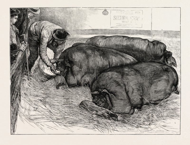 THE FINISHING TOUCH: A SKETCH FROM LIFE AT THE SMITHFIELD CLUB SHOW, UK, 1873 engraving