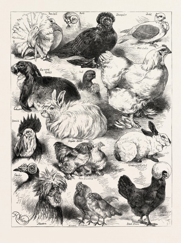 THE POULTRY, PIGEON, AND RABBIT SHOW AT THE CRYSTAL PALACE, LONDON, UK; Fantail, Bart, Lop eared rabbit, owl, trumpeter, white cochin, angola rabbit, Himalayan rabbit, Nankin Bantams, Black Polish, Pekin Bantams, 1873 engraving