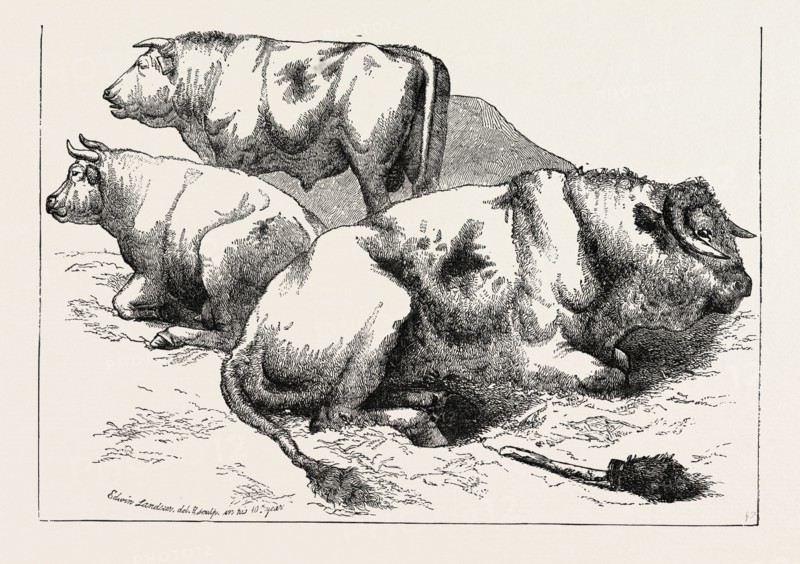 COWS AND BULLS, BY EDWIN LANDSEER, 1802-1873, PAINTER, 1873 engraving