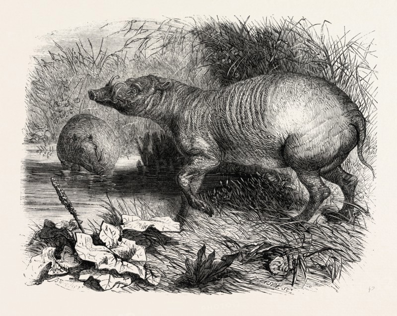 THE BABIRUSSA, RECENTLY ADDED TO THE ZOOLOGICAL SOCIETY'S GARDENS, REGENT'S PARK, LONDON, UK, 1860 engraving