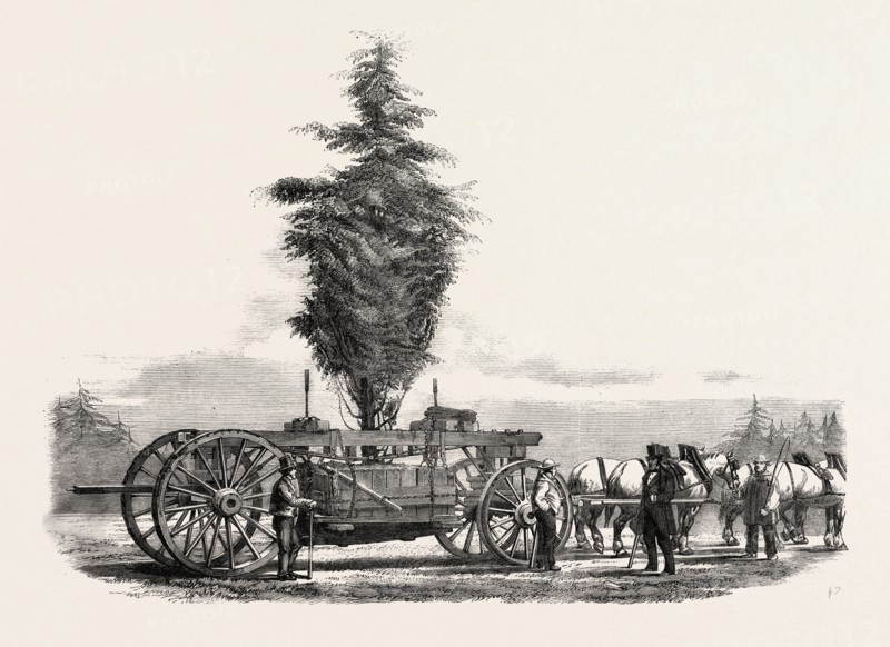 REMOVAL OF A LARGE, TREE FROM CHISWICK TO THE NEW GARDENS OF THE HORTICULTURAL SOCIETY AT SOUTH KENSINGTON, LONDON, UK, 1860 engraving