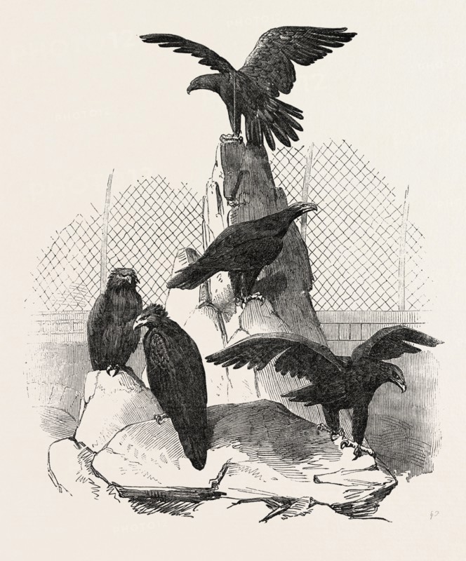 AUSTRALIAN EAGLES IN THE MENAGERIE OF THE ZOOLOGICAL SOCIETY, REGENT'S PARK, LONDON, UK