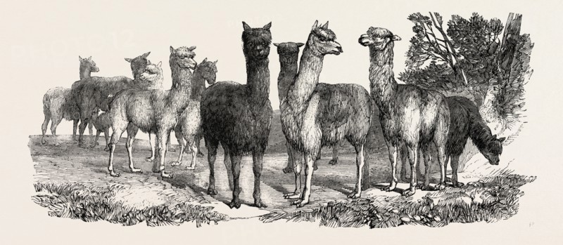 ALPACAS, IN THE KNOWSLEY MENAGERIE, UK