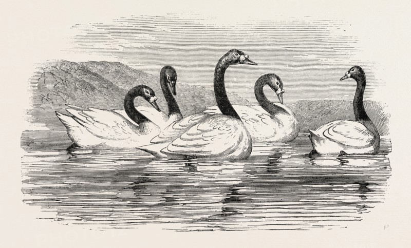 BLACK-NECKED SWANS, IN THE KNOWSLEY AVIARY, UK