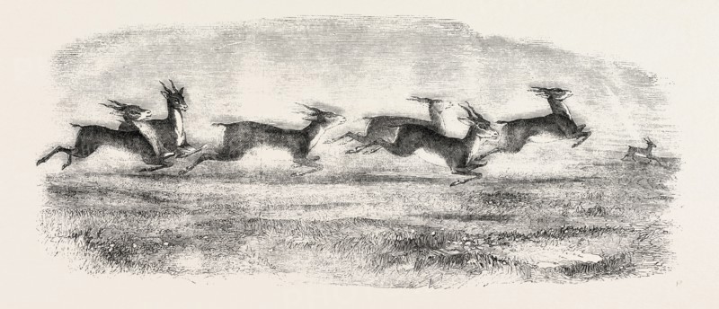 THE EARL OF DERBY'S MENAGERIE, AT KNOWSLEY, UK: HERD OF INDIAN ANTELOPES