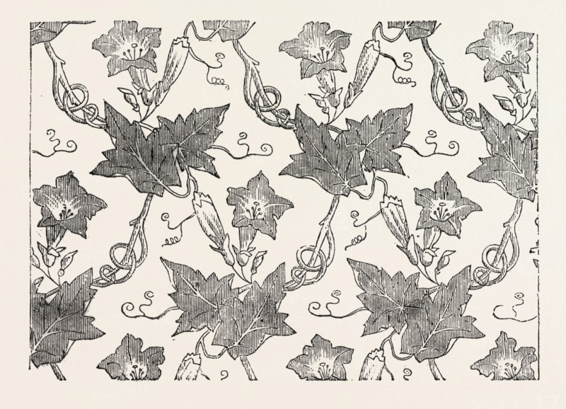 CONVOLVULUS SILK PATTERN, BY JAMES HILL AND CO., SPITALFIELDS, LONDON, UK