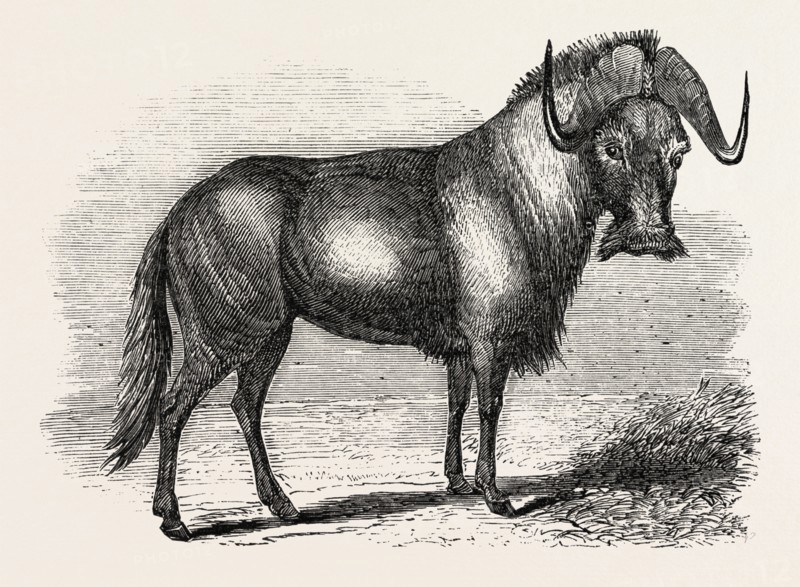 SALE OF THE KNOWSLEY MENAGERIE: GNU