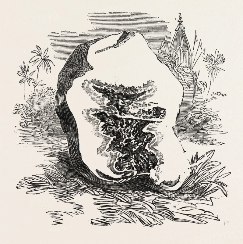 SECTION OF DARJEELING POTATO AFFECTED WITH THE ROT