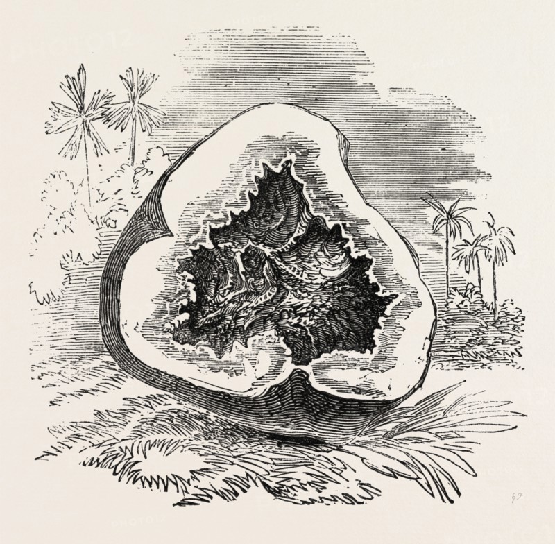 SECTION OF DARJEELING POTATO AFFECTED WITH THE ROT