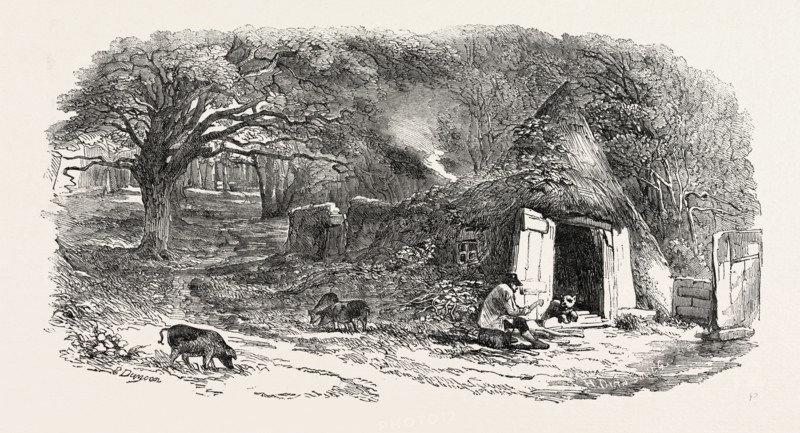 HUT IN THE MIDDLE OF THE HAINAULT FOREST