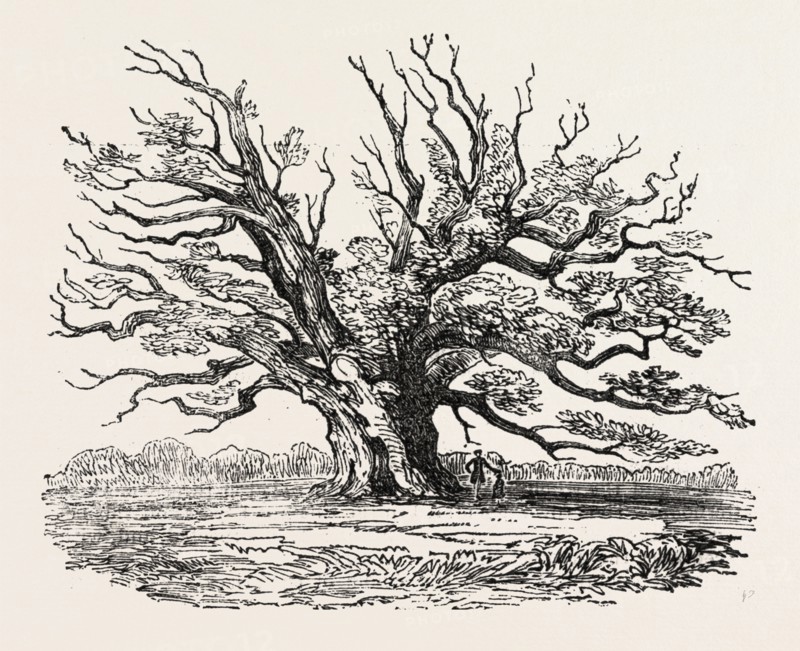 THE FAIRLOP OAK IN HAINAULT FOREST, SIXTY YEARS SINCE