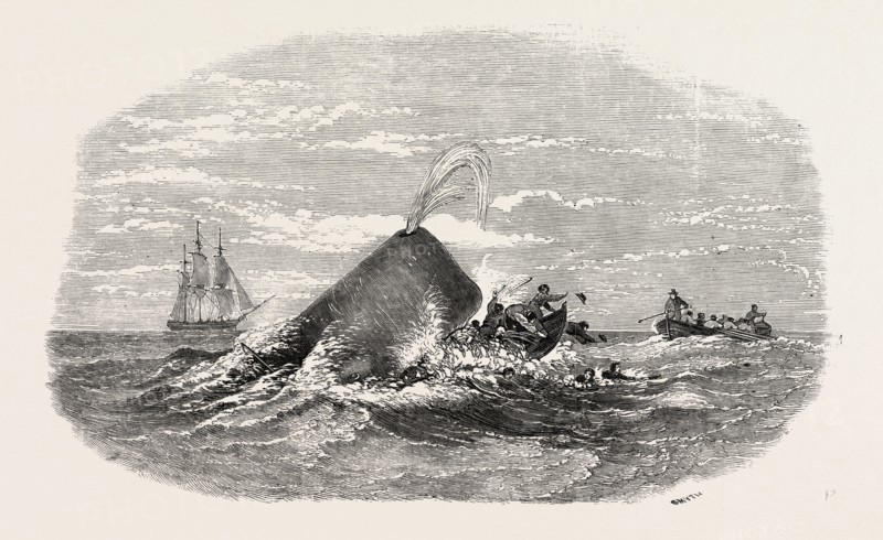 DESTRUCTION OF THE LARBOARD BOAT OF THE "ANN ALEXANDER," BY A SPERM WHALE, IN THE SOUTH PACIFIC