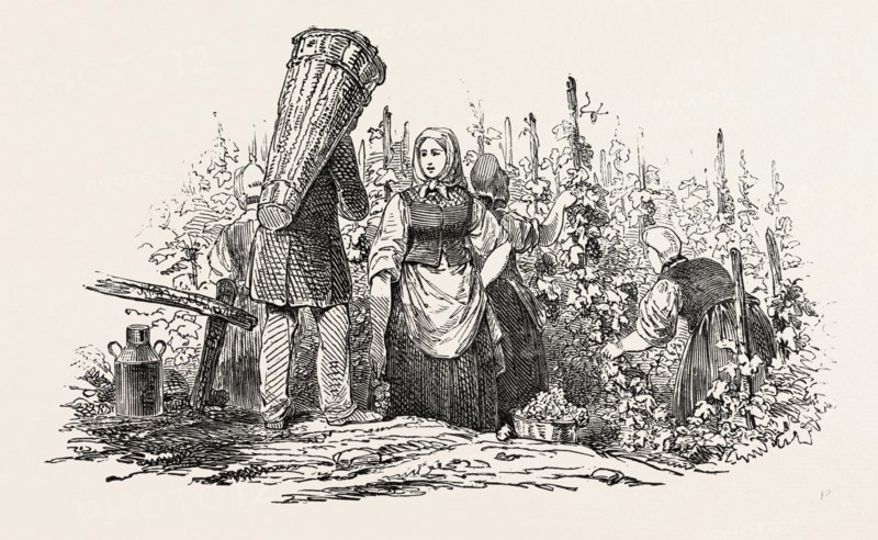 THE LIEBFRAU VINTAGE, GATHERING GRAPES