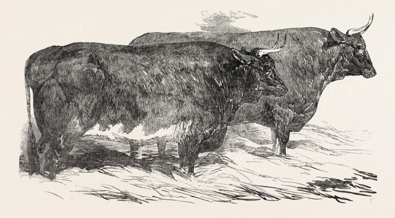 SMITHFIELD CLUB PRIZE CATTLE: MR. DRUCE' SHORT-HORNED AND HEREFORD HEIFER, AND THE EARL OF LEICESTER'S PURE NORTH DEVON OX