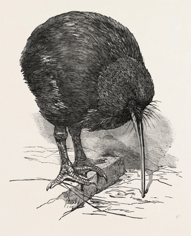 APTERYX IN THE GARDENS OF THE ZOOLOGICAL SOCIETY, REGENT'S PARK, LONDON, UK