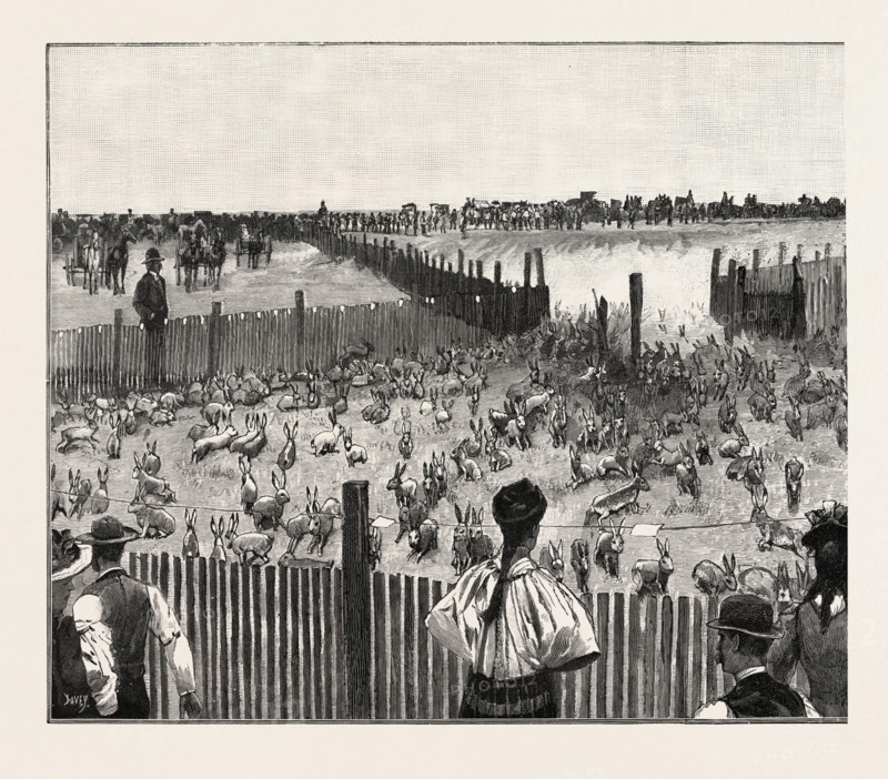 DRIVING JACK-RABBITS INTO A CORRAL, FRESNO, CALIFORNIA, UNITED STATES OF AMERICA, US, USA, 1893 engraving