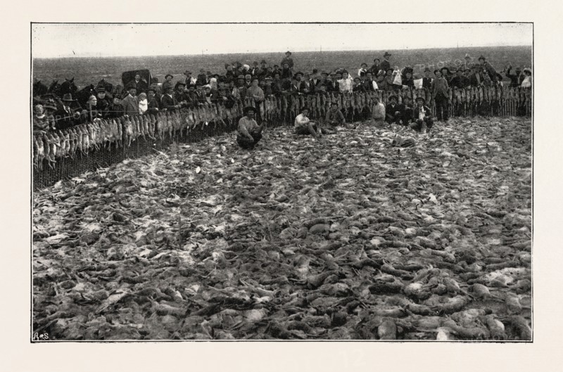 RESULT OF A DAY'S RABBIT-DRIVE, FRESNO, CALIFORNIA, UNITED STATES OF AMERICA, US, USA, 1893 engraving