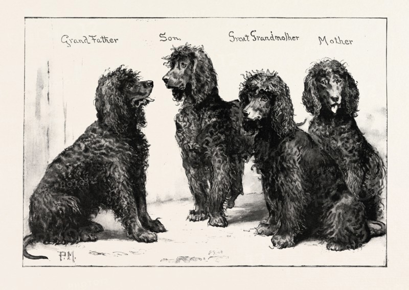 THE KENNEL CLUB SHOW AT THE AGRICULTURAL HALL: A SUCCESSFUL FAMILY OF IRISH WATER-SPANIELS, UK, 1892 engraving