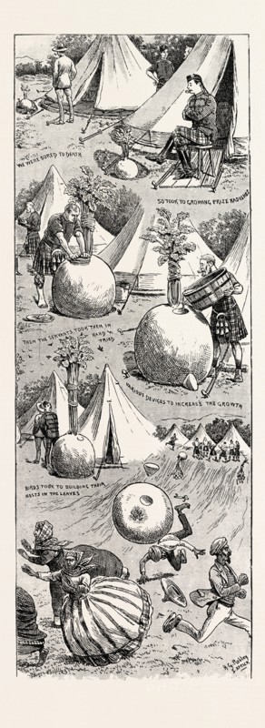 WONDERS IN BOTANY: THE STORY OF THE GROWTH OF SOME GIANT RADISHES, 1892 engraving