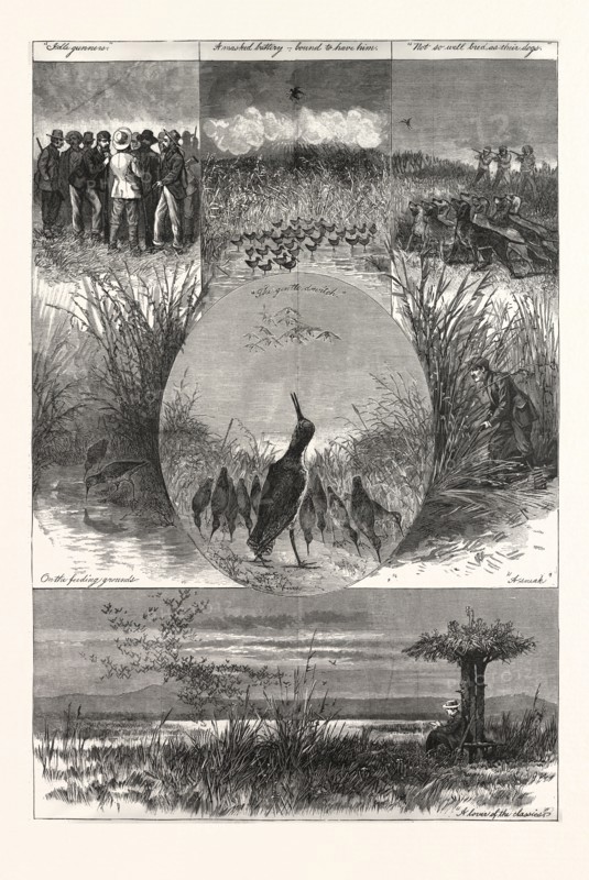 THE SNIPE, DRAWING GASTON FAY, engraving 1880