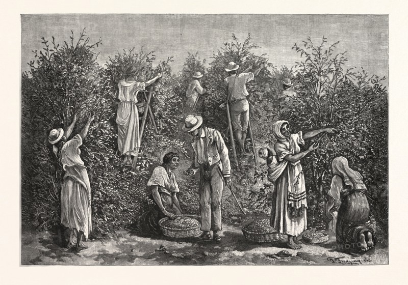 COFFEE COSTA RICA, engraving 1880