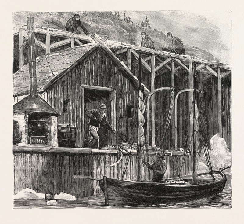 THE NEWFOUNDLAND FISHERIES QUESTION: BRITISH FISHING ROOM ON THE FRENCH SHORE, CANADA, 1890 engraving
