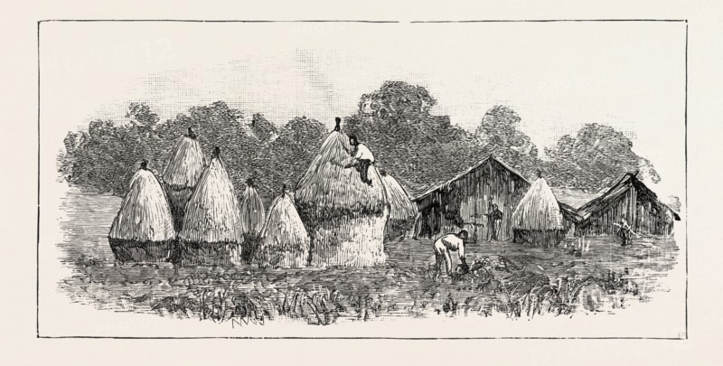 JAVANESE LABOURERS STACKING RICE, THE CROP WHICH IS GROWN AFTER THE TOBACCO IS CUT, SUMATRA, INDONESIA, 1890 engraving