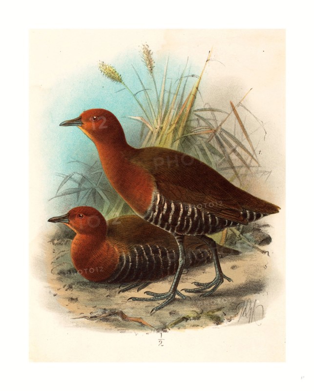 John Gerrard Keulemans (British, active 19th century ), Birds of Philippines, color lithograph