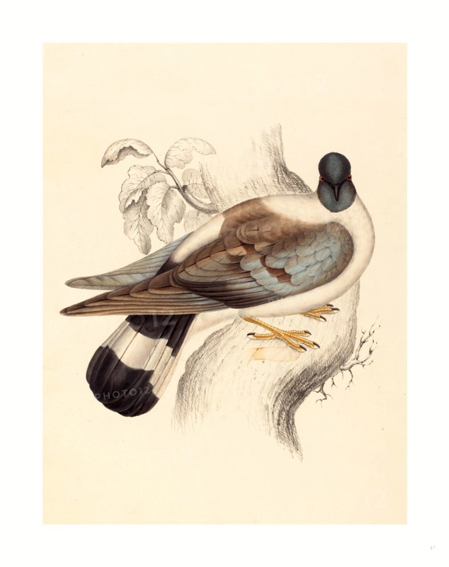 Elizabeth Gould (British, 1804  1841 ), Columba Leuconota (Snow Pigeon), colored lithograph