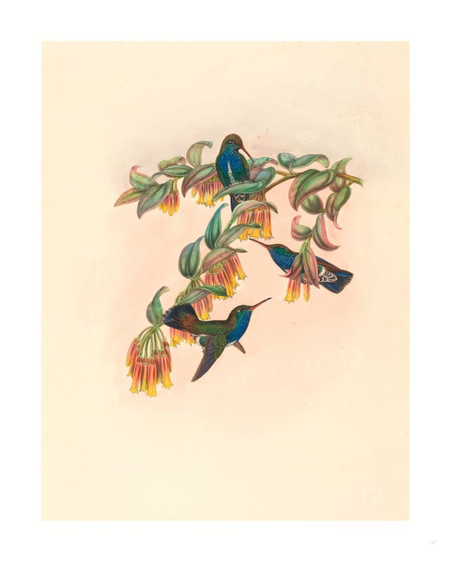 W. Hart (British, active 1851  1898 ), Agyrtria bartletti (Bartlett's Emerald), colored lithograph