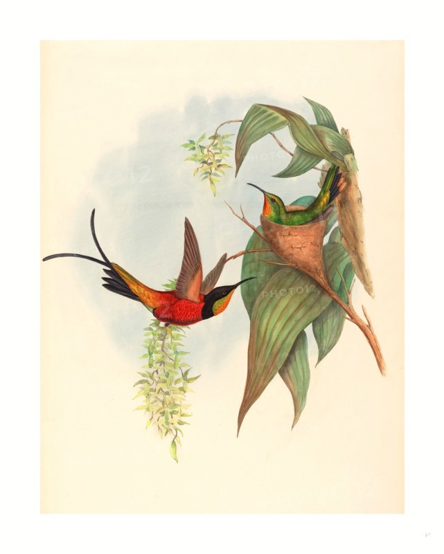 John Gould and H.C. Richter (British (?), active 1841  active c. 1881 ), Topaza pyra (Fairy Topaz), colored lithograph