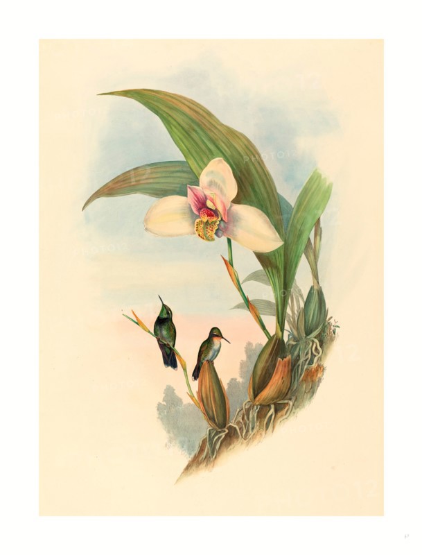 John Gould and H.C. Richter (British, 1804  1881 ), Myiabeillia typica (Abeille's Hummingbird), colored lithograph