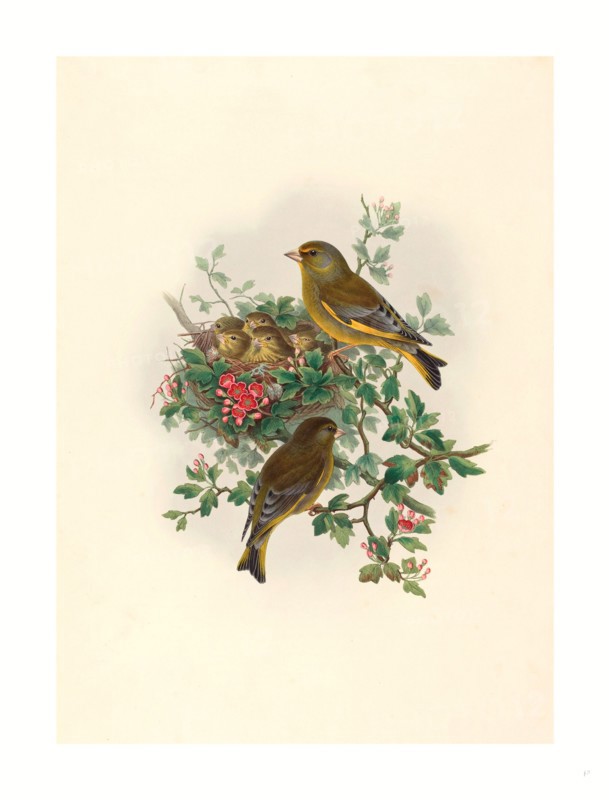 John Gould and H.C. Richter (British (?), active 1841  active c. 1881 ), Ligurinus chloris (Greenfinch), colored lithograph
