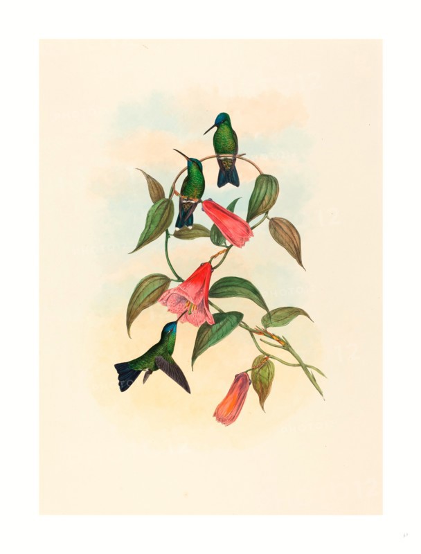 John Gould and H.C. Richter (British, 1804  1881 ), Eucephala smaragdocaerulea (Gould's Wood Nymph), colored lithograph