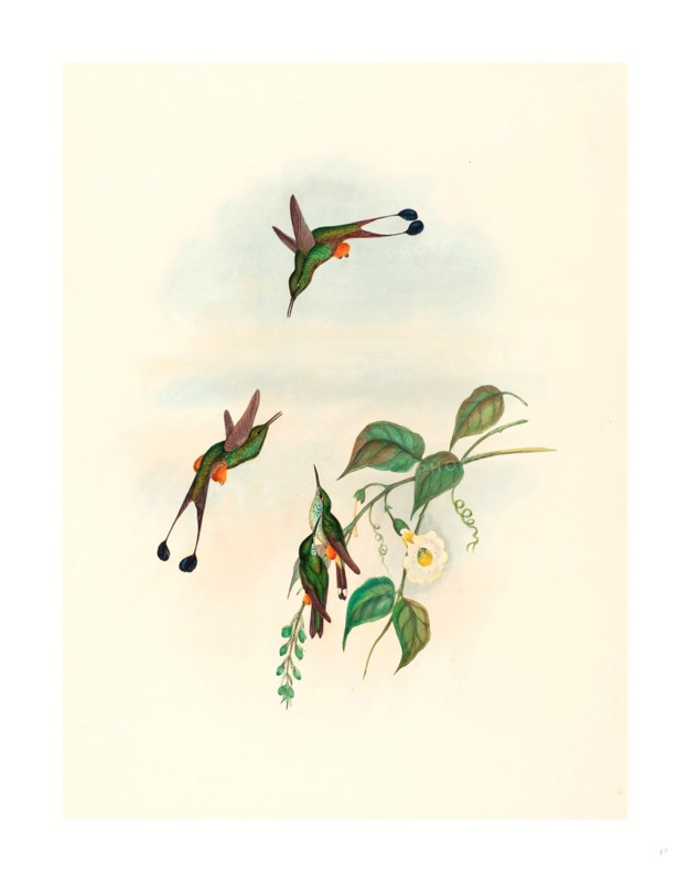 John Gould and H.C. Richter (British, 1804  1881 ), Spathura rufocaligata (Red-booted Racket Tail), colored lithograph