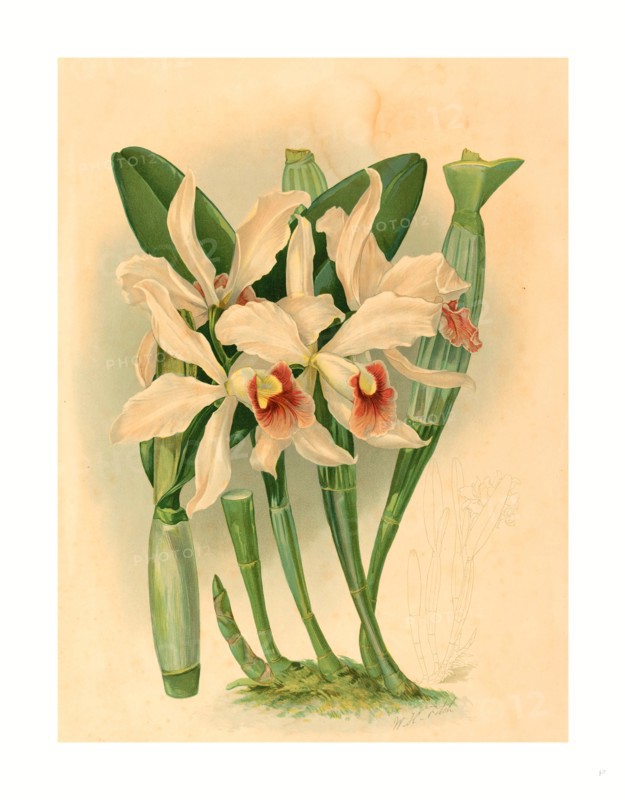 Joseph Mansell after Walter Hood Fitch (British, active 19th century ), Laelia Euspatha, , color lithograph