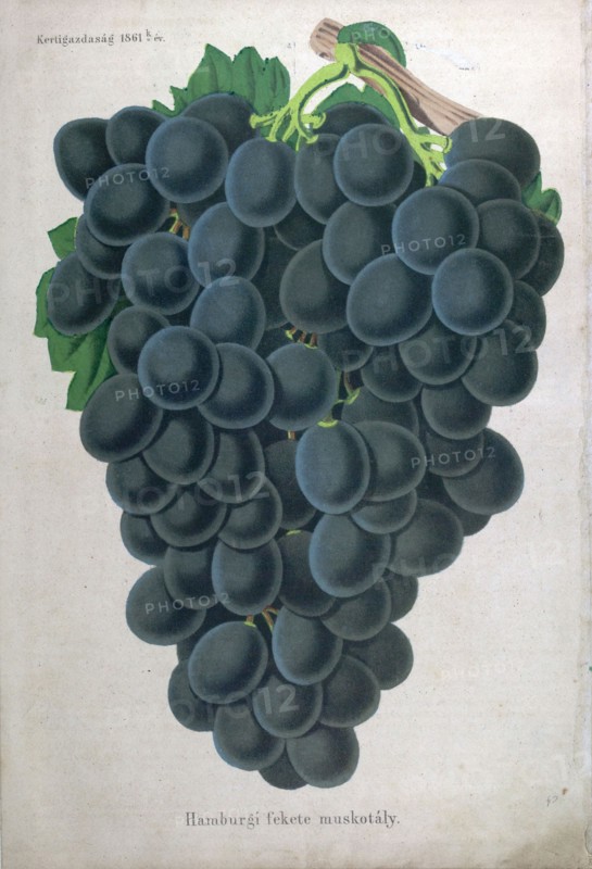 Wine grapes, vine, agriculture, fruit, food and drink, grape, plant, ripe, season, natural, viticulture, seasonal, taste, juicy, organic, 19th century, 1800s, 1900s, fruits, blue grapes, liszt gourmet archive