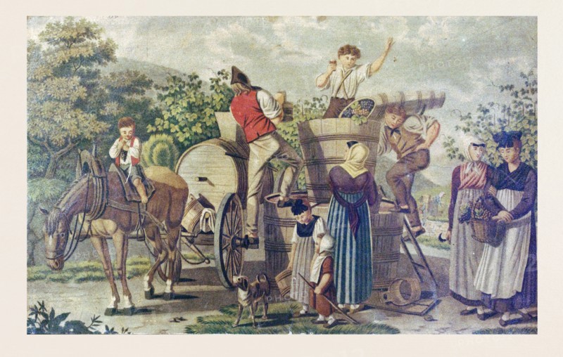 The harvesting of wine grapes, 19th century engraving, time of harvest, ripeness of the grape, to pick, vineard, hand pickers, August, September, October, crush, hand picking, grape, winery, alcohol, grapevine, fruit, viticulture, 19th century, barrel, barrels, horse, dog, child, liszt gourmet archive