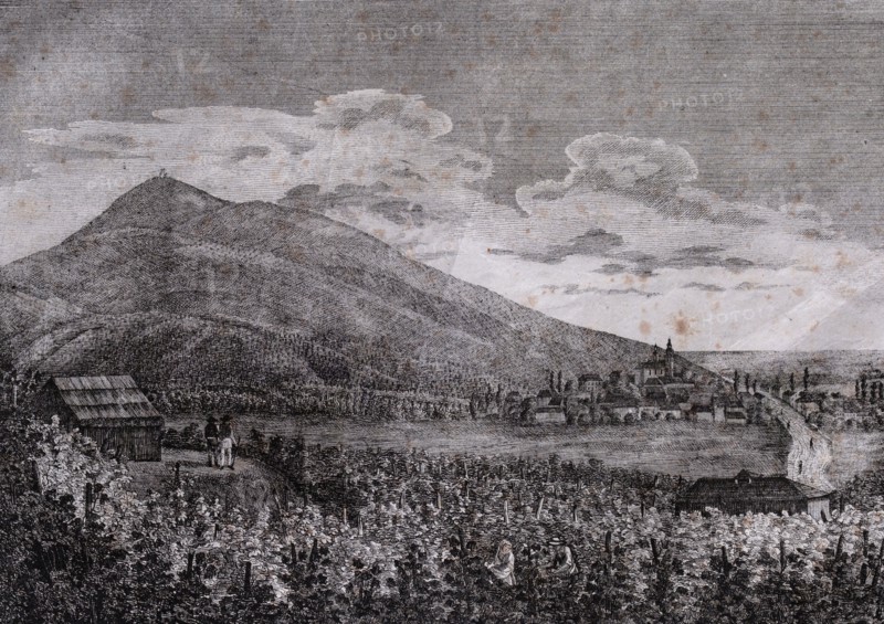 Tarczal vineyards, Trentino , Italy, 19th century engraving, liszt gourmet archive