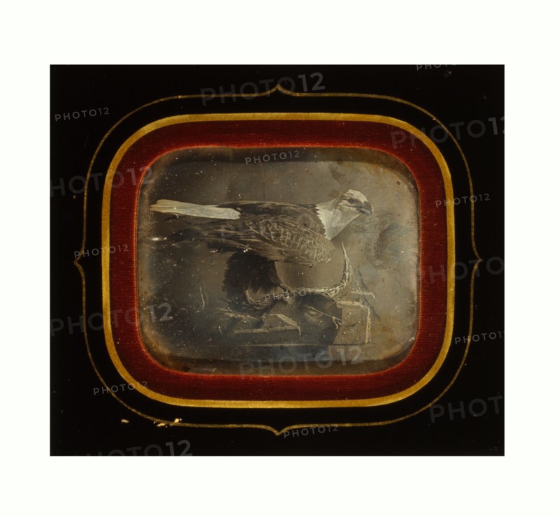 Stuffed eagle in Independence Hall, William G. Mason, photographer, circa 1845, US, USA, America