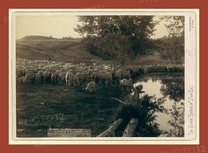 The shepherd and flock. On F.E. & M.V. R'y. in Dakota, John C. H. Grabill was an american photographer. In 1886 he opened his first photographic studio