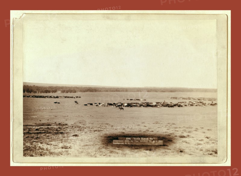 Cattle round up, John C. H. Grabill was an american photographer. In 1886 he opened his first photographic studio