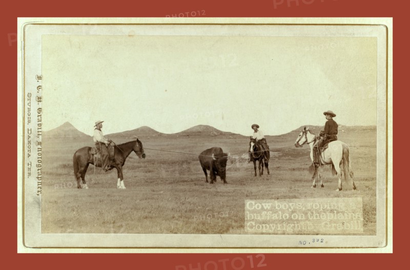 Cowboys, roping a buffalo on the plains, John C. H. Grabill was an american photographer. In 1886 he opened his first photographic studio