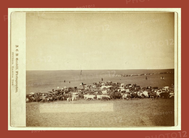 Round-up scenes on Belle Fouche [sic] in 1887, John C. H. Grabill was an american photographer. In 1886 he opened his first photographic studio