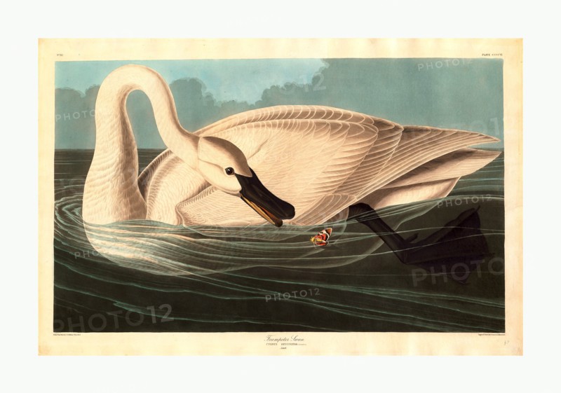 Robert Havell after John James Audubon, Trumpeter Swan, American, 1793  1878, 1838, hand colored etching and aquatint