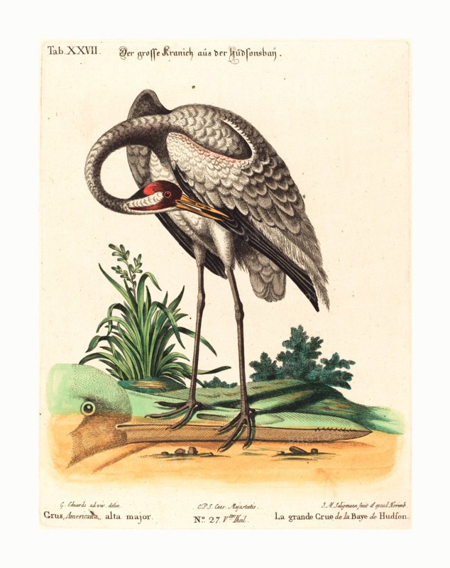 Johann Michael Seligmann after George Edwards (German, 1720  1762 ), Grus Americana, alta major, hand colored etching