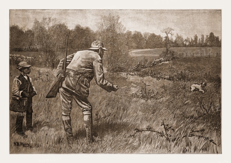 GUN-SHY, DRAWN BY A. B. FROST., 1880, 19th century engraving, USA, America