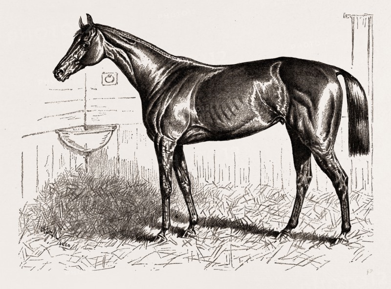 AN AMERICAN RACER IN ENGLAND-MR. KEENE'S "FOXHALL," WINNER OF THE BRETBY NURSERY PLATE--DRAWN BY H. STULL, 1880, 19th century engraving, USA, America