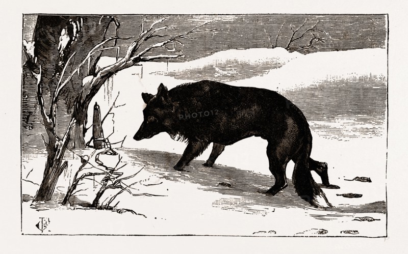 British Columbia, a province located on the west coast of Canada, dog in the snow, 19th century engraving