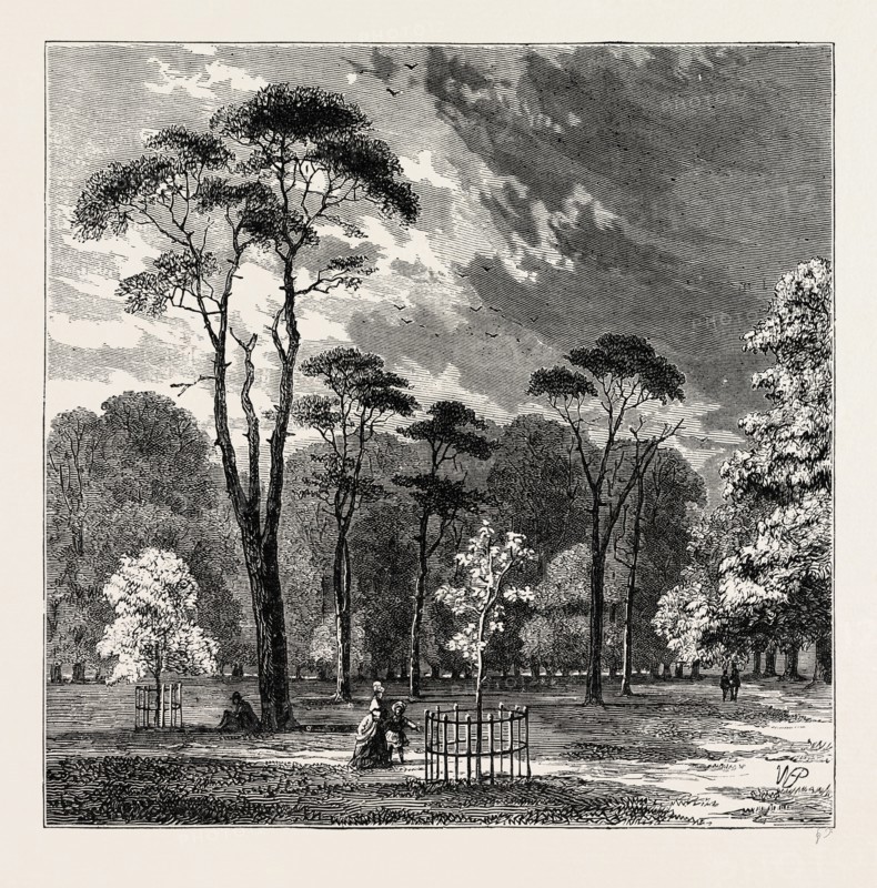 THE SCOTCH FIRS, KENSINGTON GARDENS. London, UK, 19th century engraving